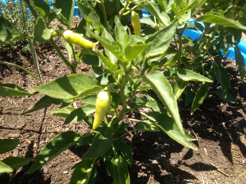 Hot Peppers from the Kiddie Garden: From Garden to Stovetop!