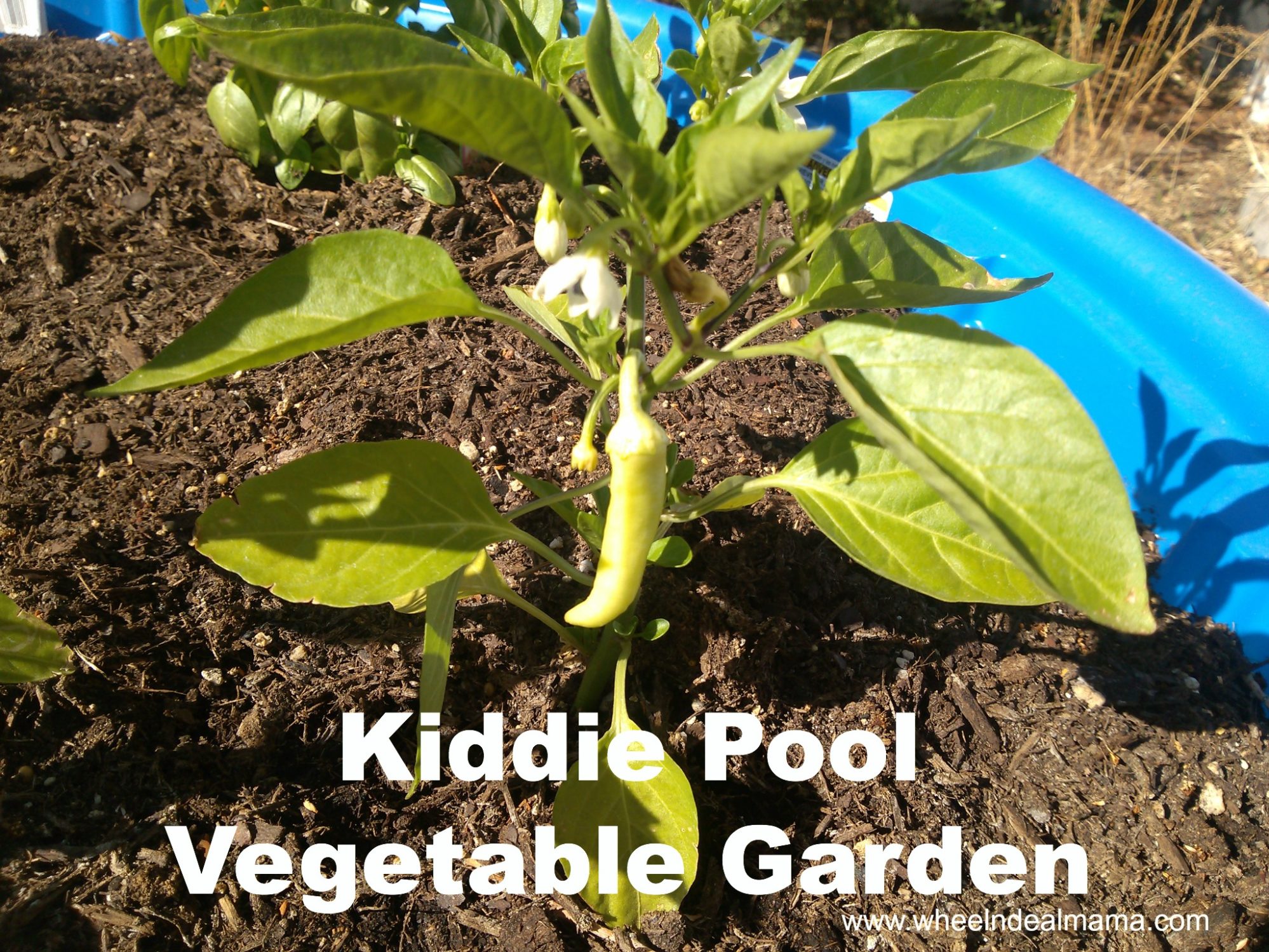 Grow bag kiddie pool planting. Tomatoes, peppers and a bush bean.